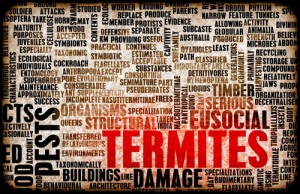 Termites