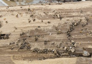 Termite Colony