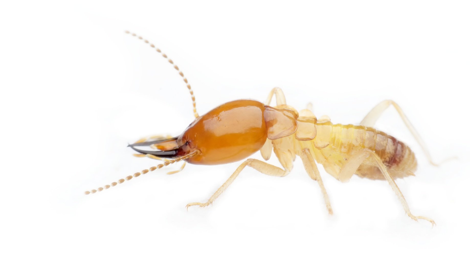 Facts About Termite Damage Facts About Termite Damage