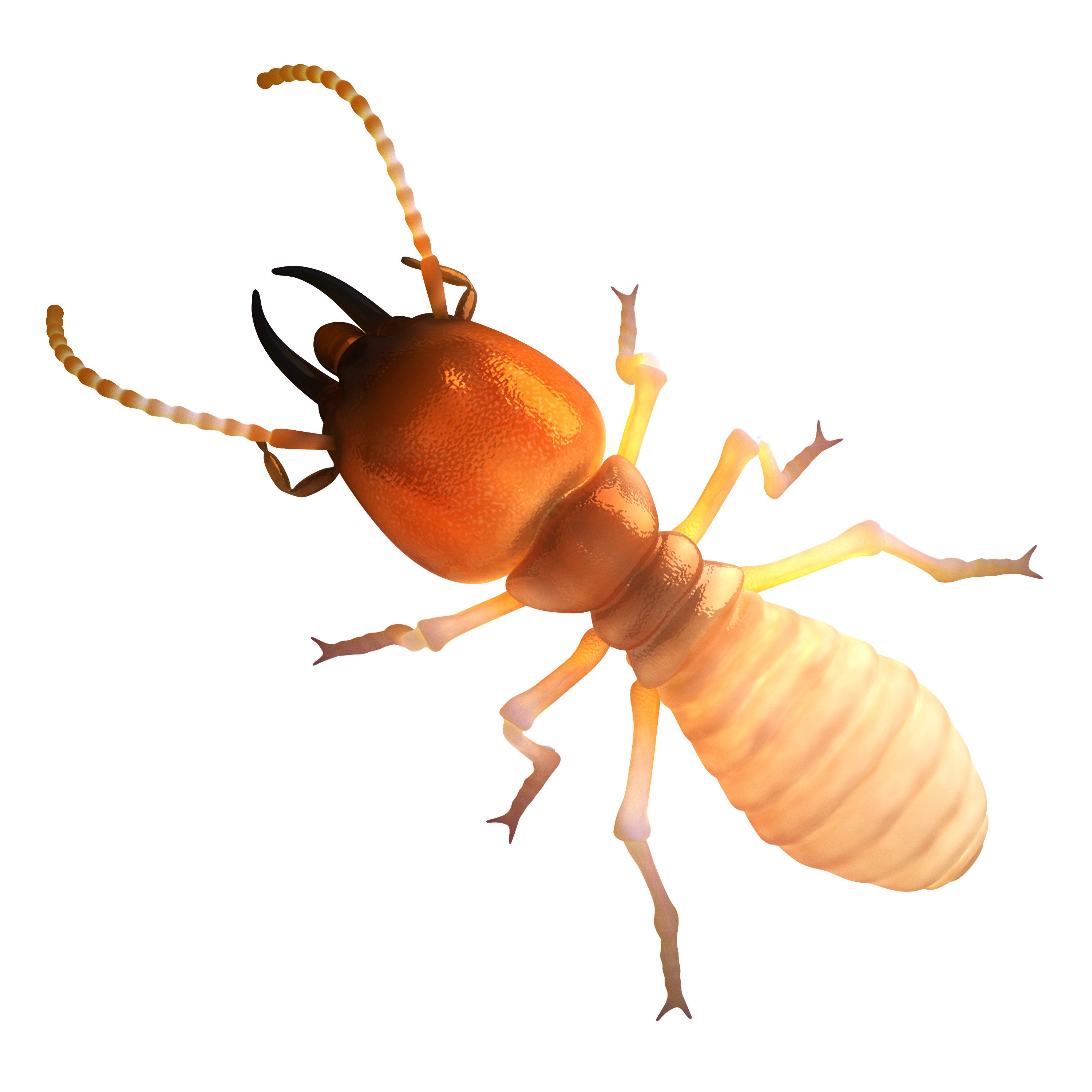 Termite