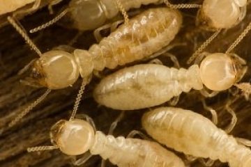 Image for Dangers Of DIY Termite Treatment
