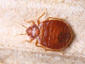 4 Common Bed Bug Myths Debunked