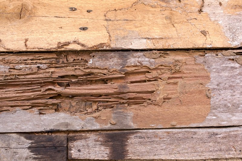 Wood Damage From Termites