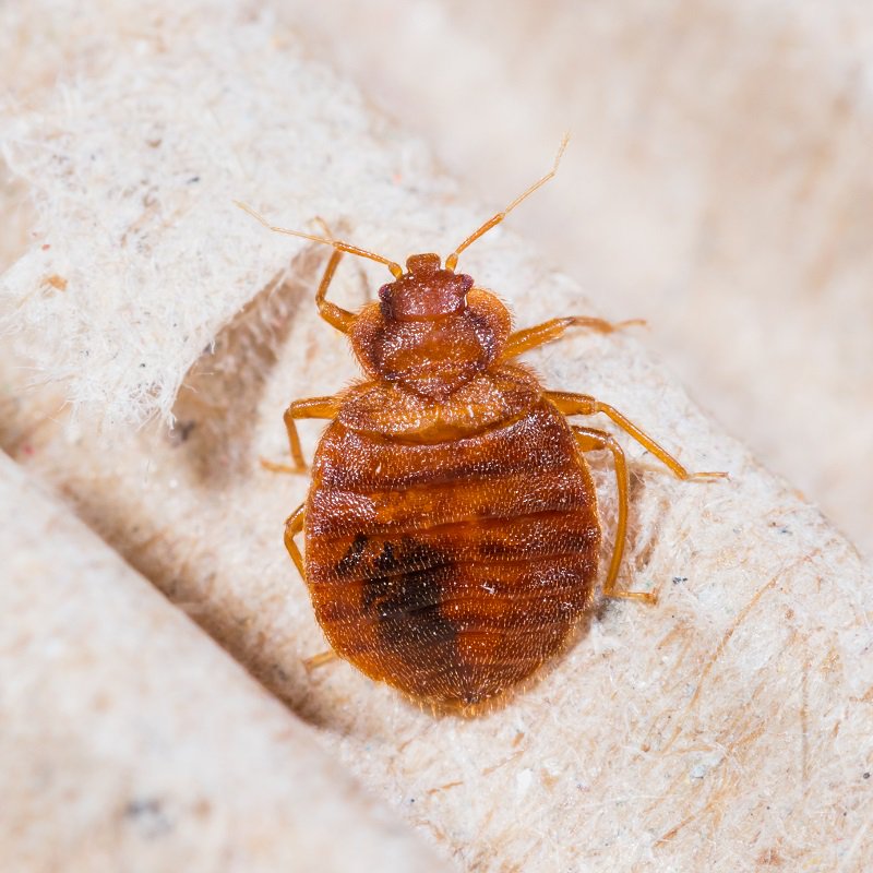 Bed Bug Treatment