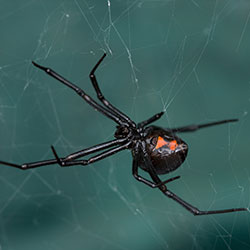 Image for Black Widow Spiders