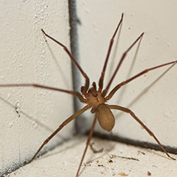 Image for Brown Recluse Spiders