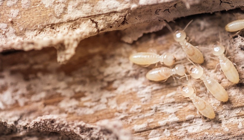 Termite Colony