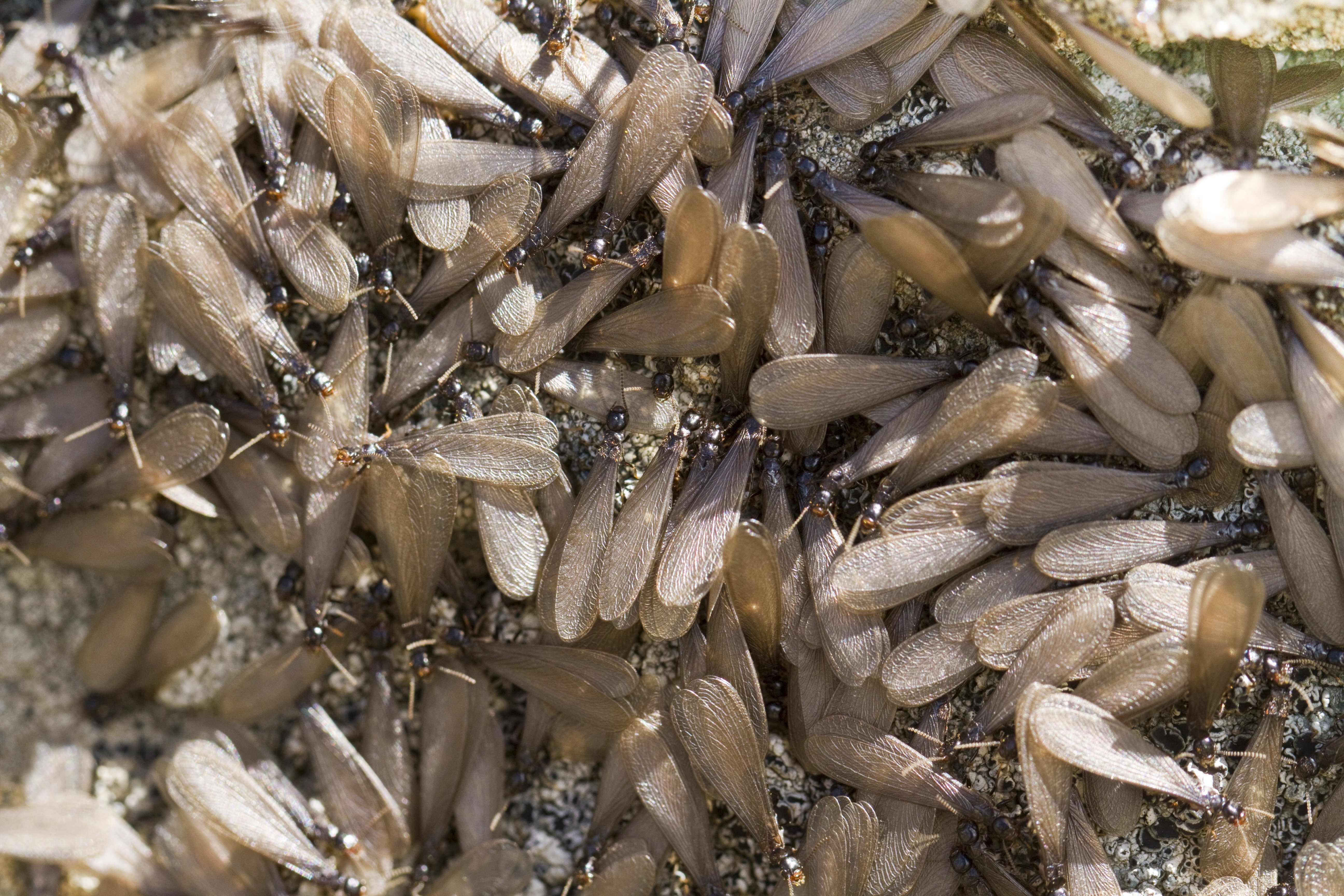 Termites Swarming