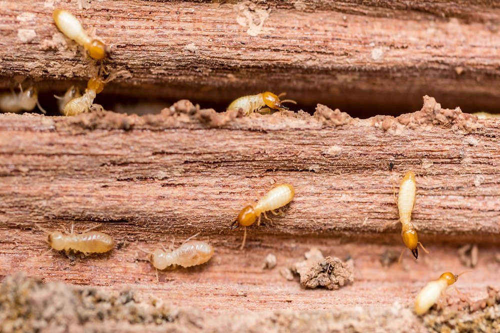 Termites