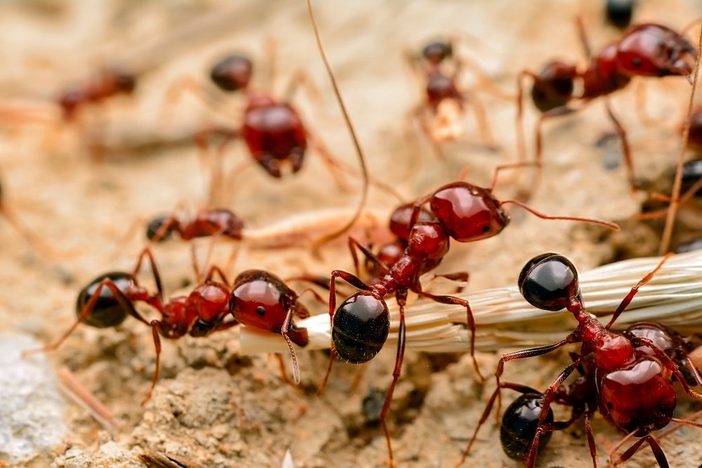 Fire Ants