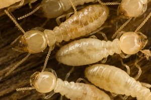 Termites In Florida