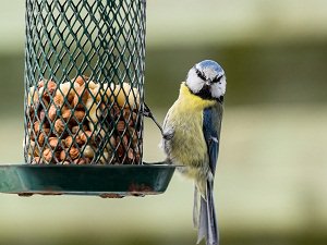 Bird Unhurt By Natural Pest Control