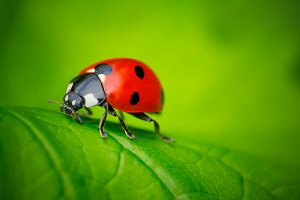 Lady Bug Alive Thanks To Eco-Friendly Pest Control