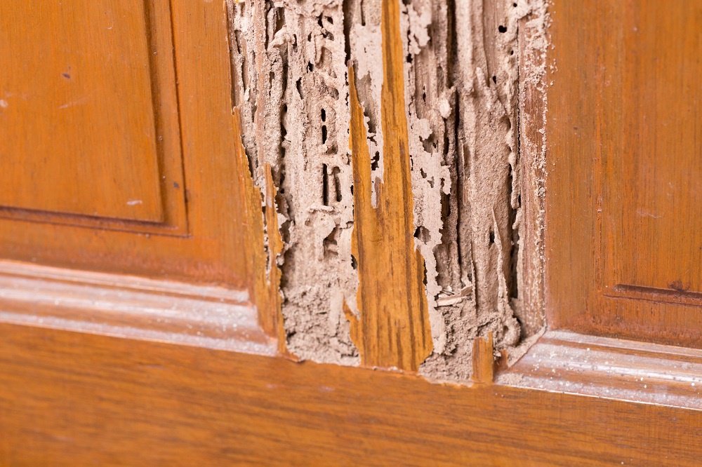 Wood Damage From Beetles