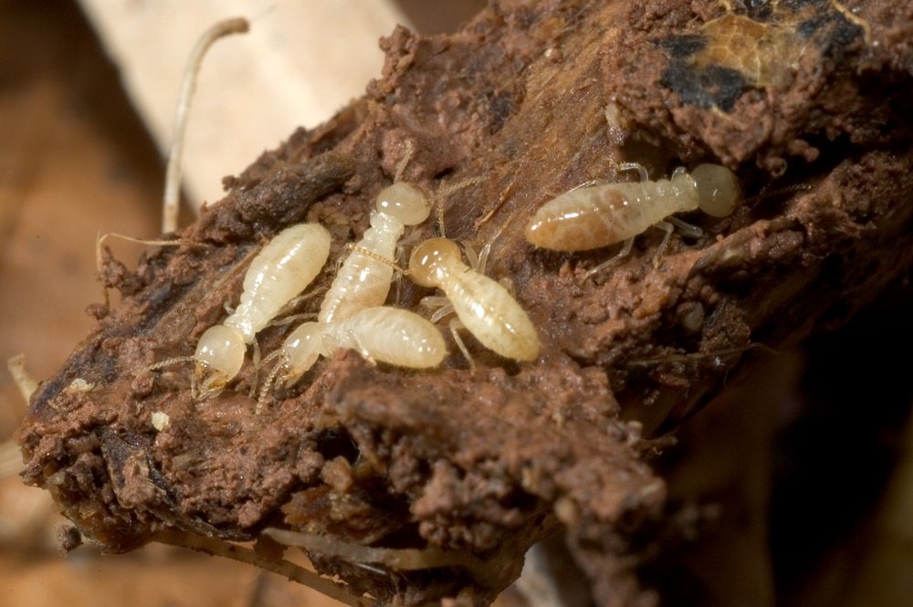 Termite Larvae