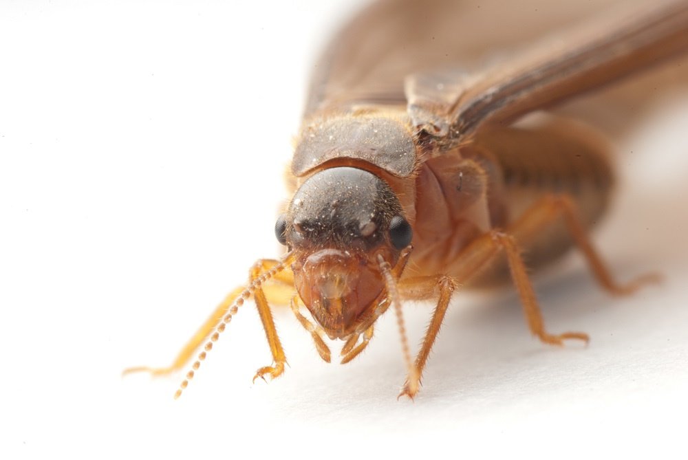 Termite