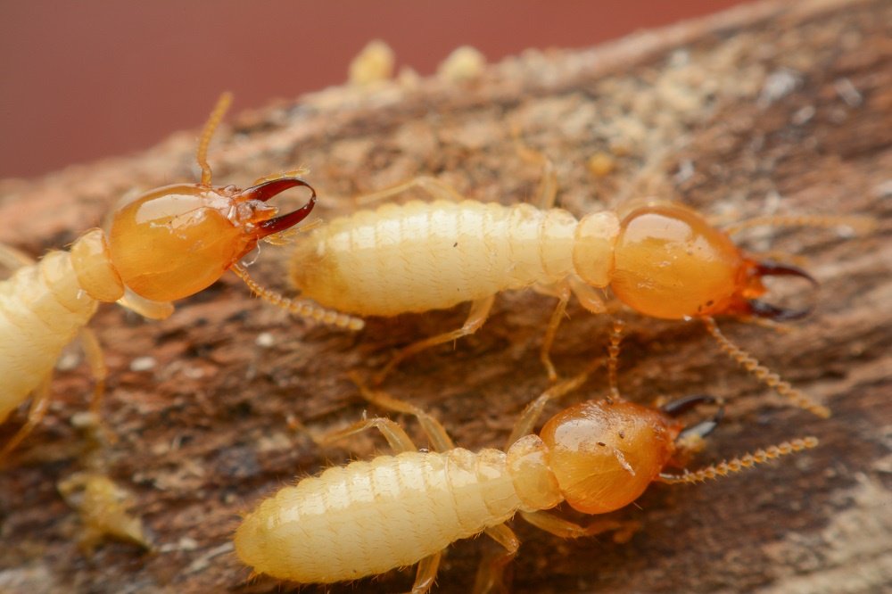 Termites