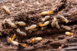 Termites