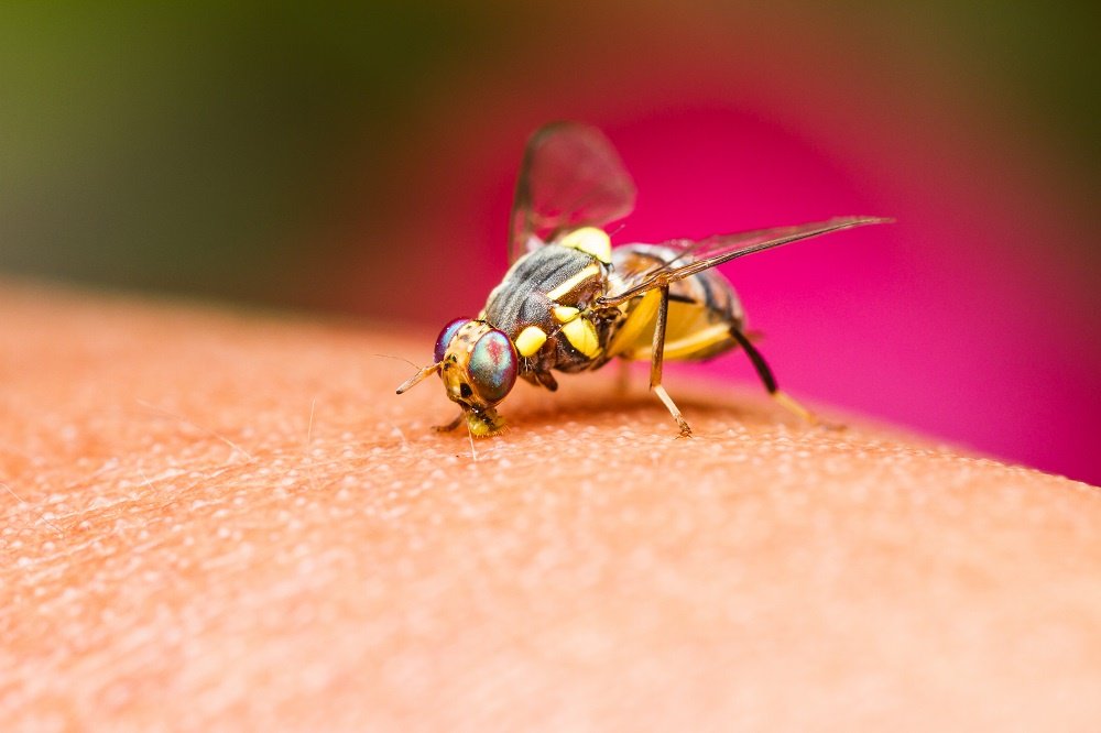 How To Quickly Get Rid of House Flies and Fruit Flies