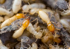 Termite Colony