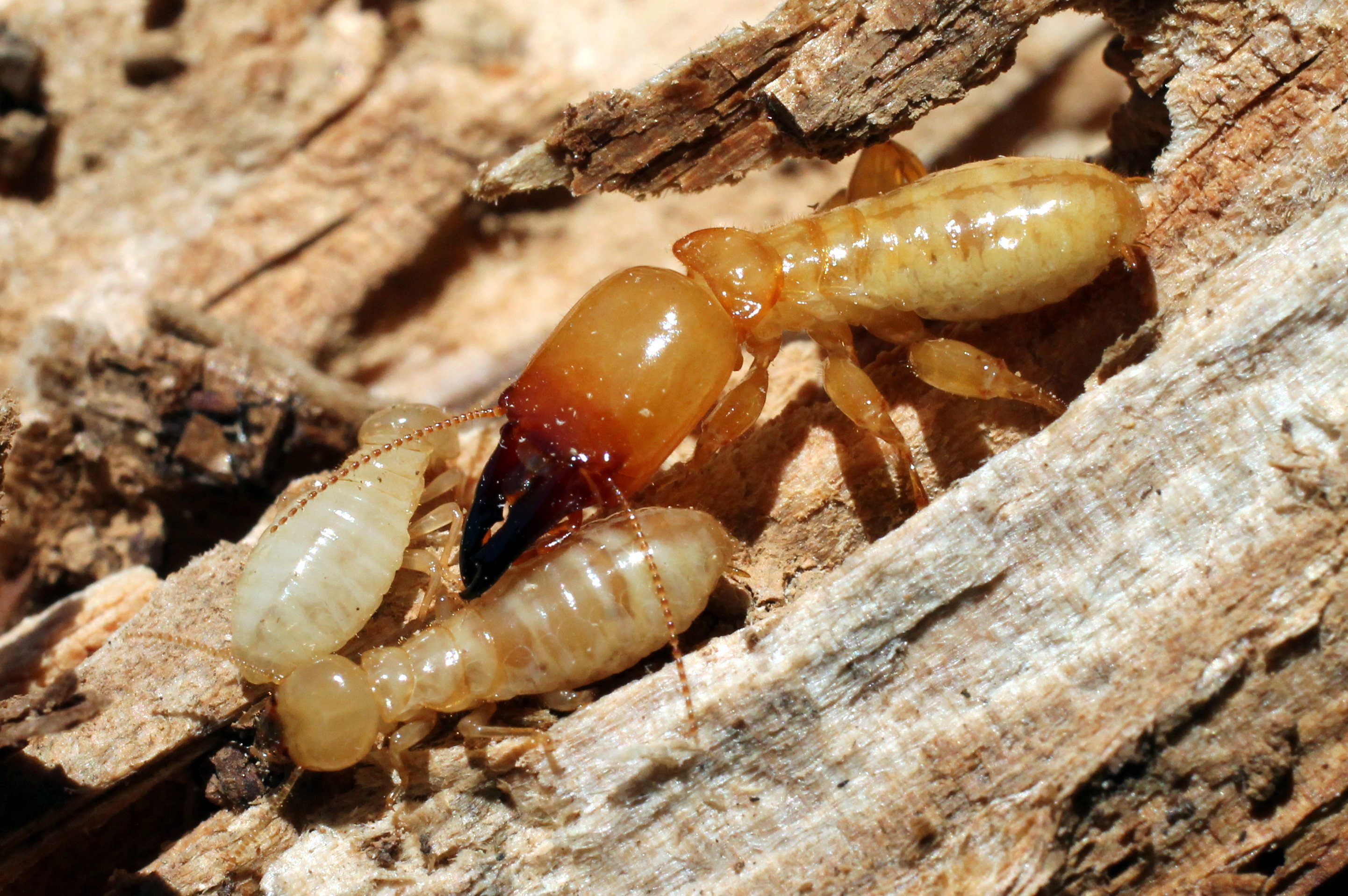 Termite