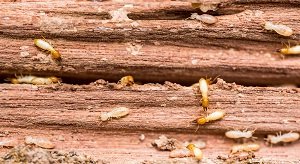 Termite Colony On Wood