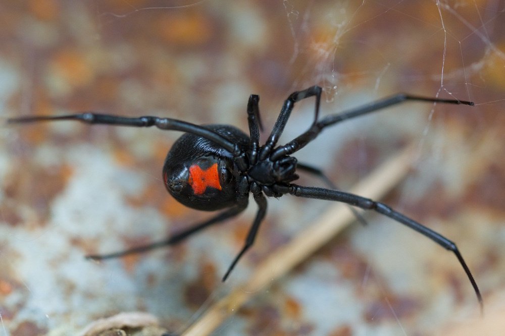 Black Widow Spider In Florida