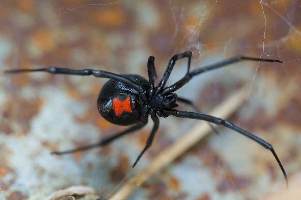 Top Dangerous Pests In Northeast Florida