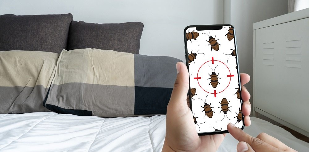 3 Common Hiding Places For Bed Bugs, Can Bed Bugs Live In Duvets