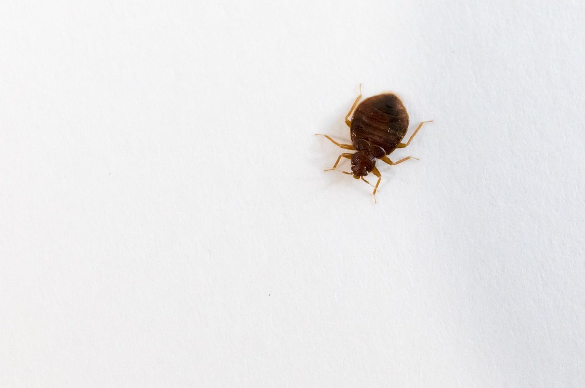 Bed Bug Heat Treatment