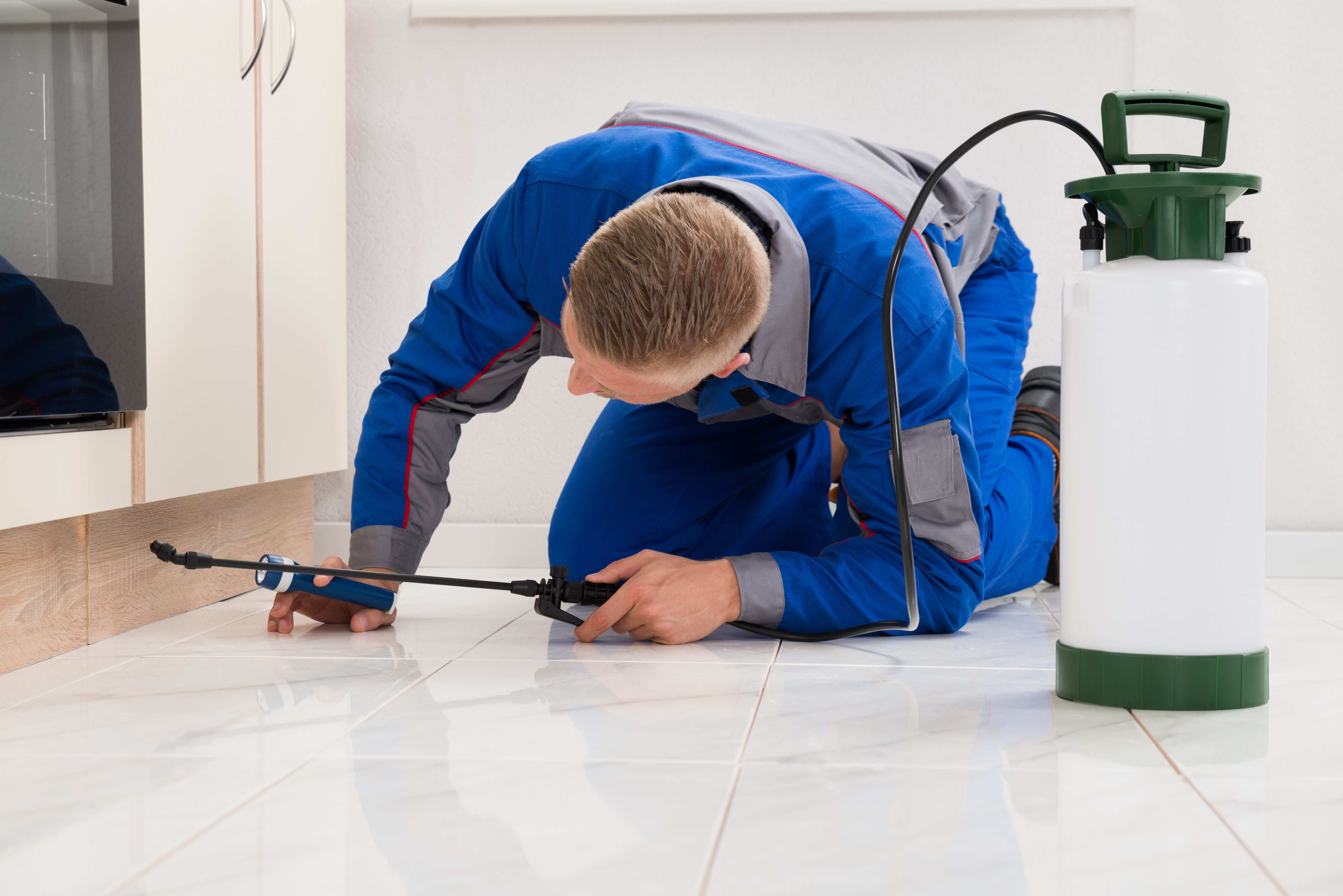 Pest Exterminator Spraying For Termites