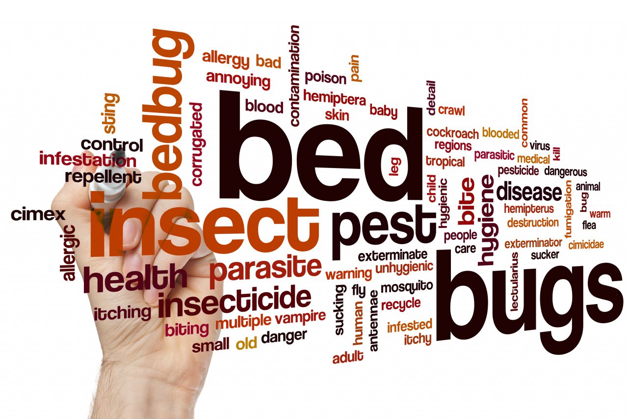 Bed Bugs