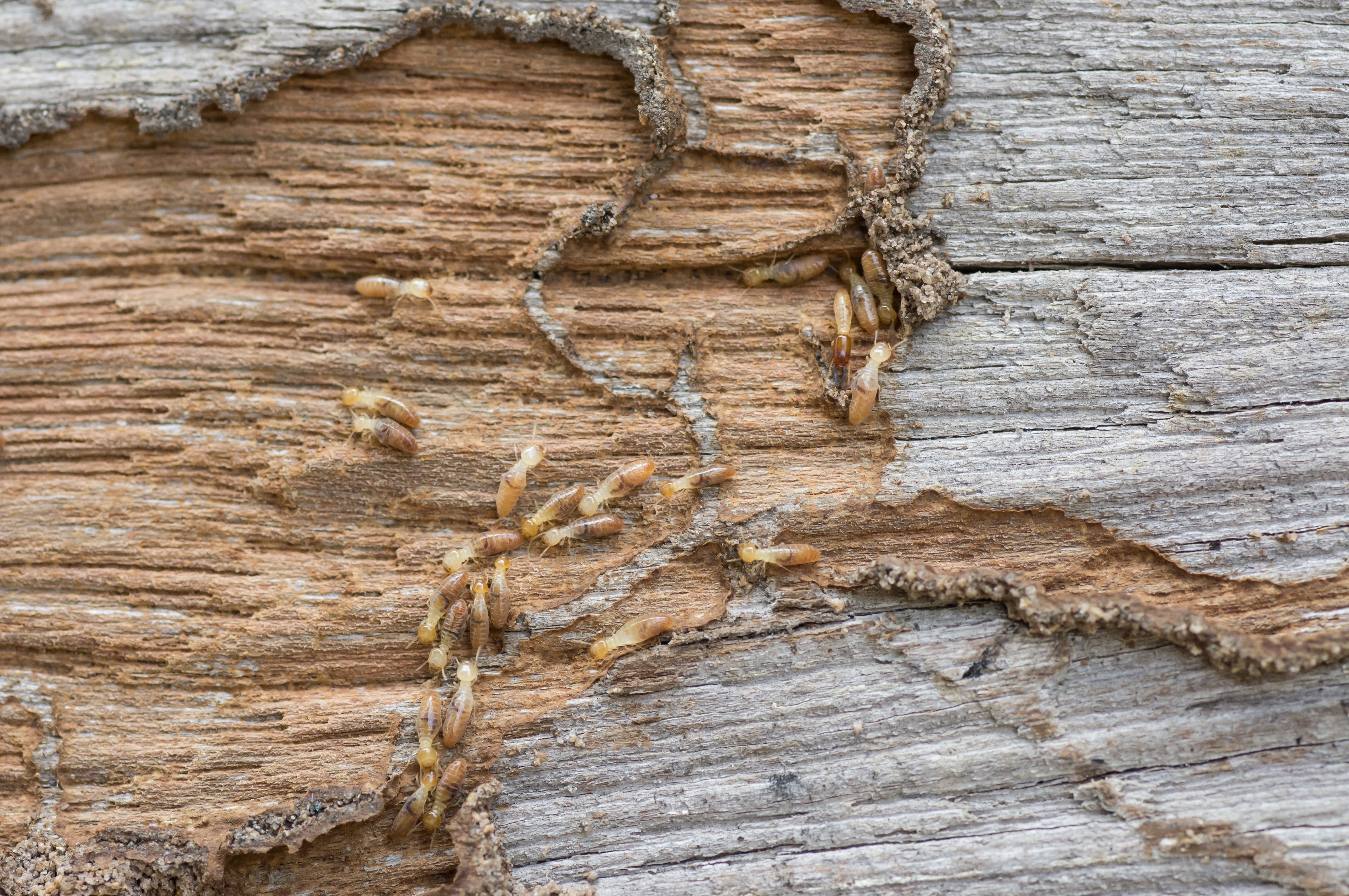 Types Of Termites And Signs Of Termite Damage