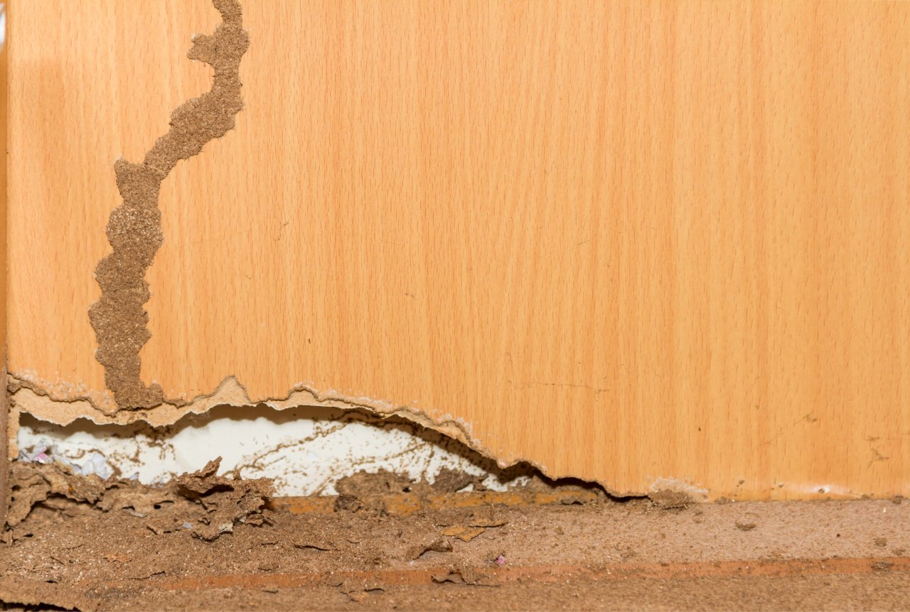 Wood Damage From Termites