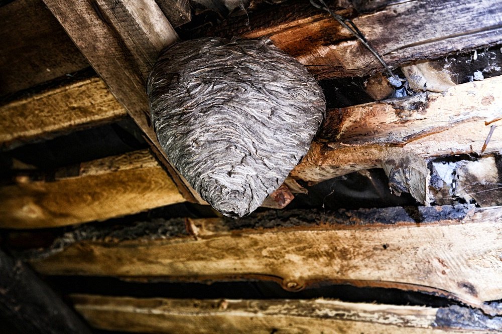 Wasp Nest