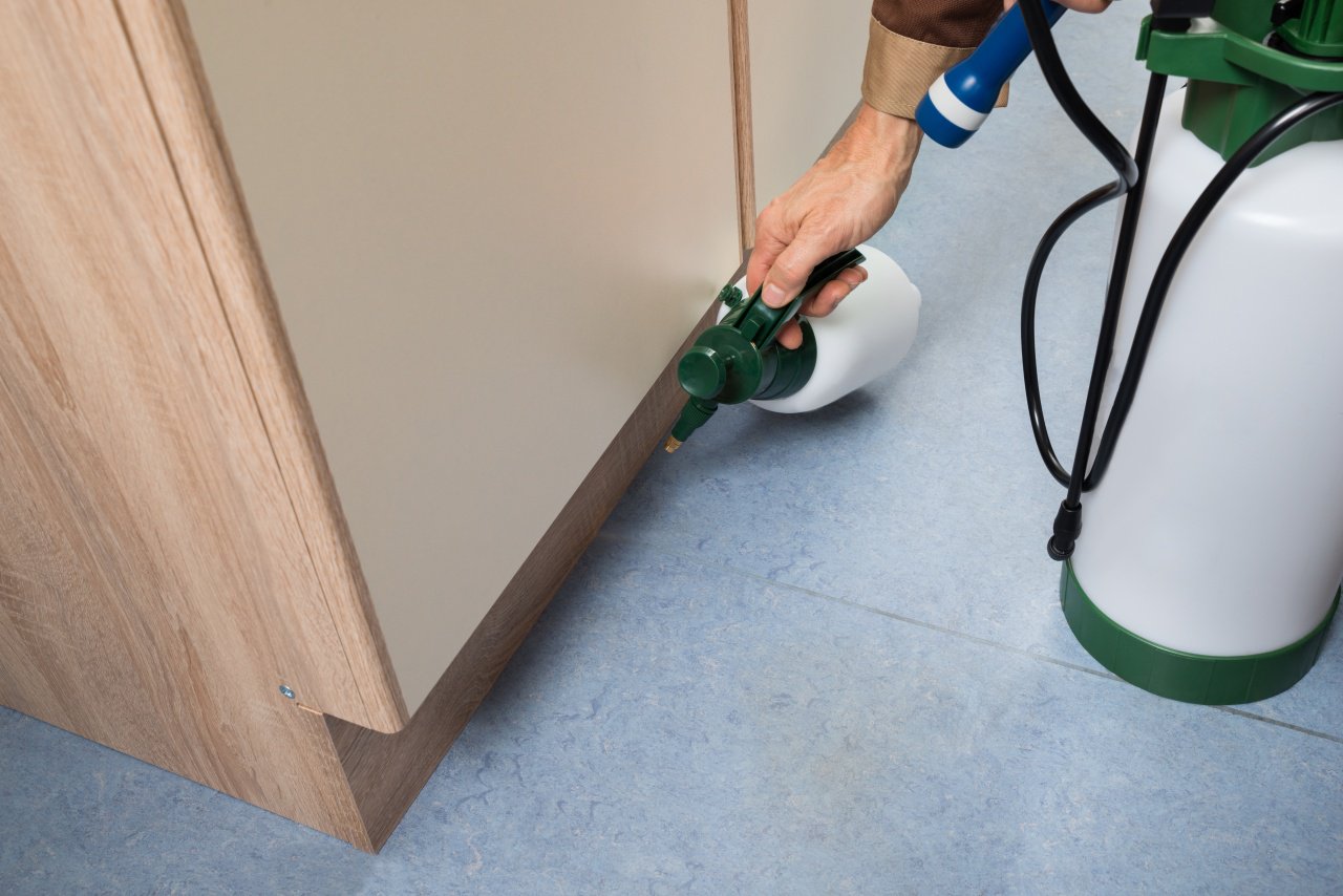 How To Remove Termites From Your Home For Good How To Remove Termites From Your Home For Good
