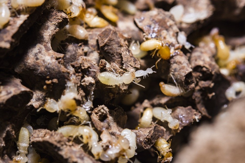 Termites