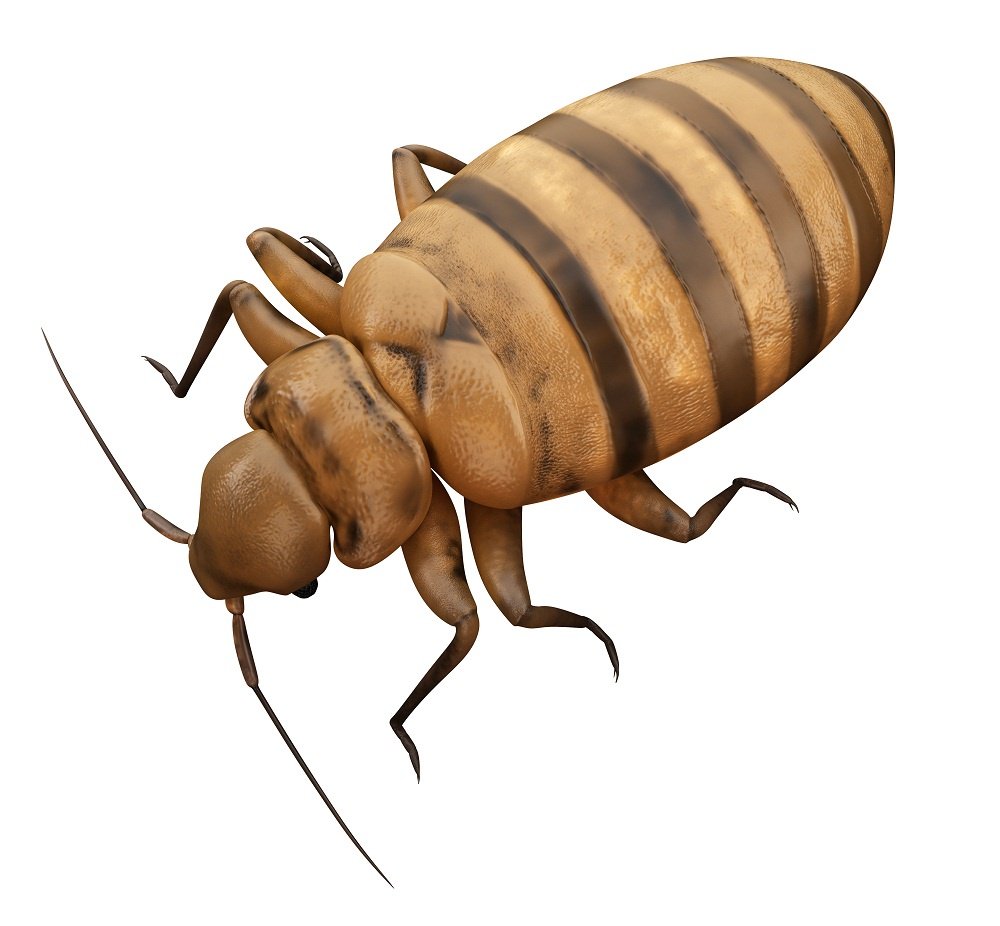 Termite