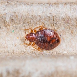 Bed Bug Infestation