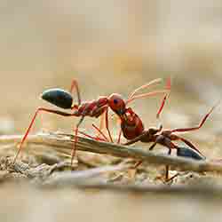 Image for Fire Ants