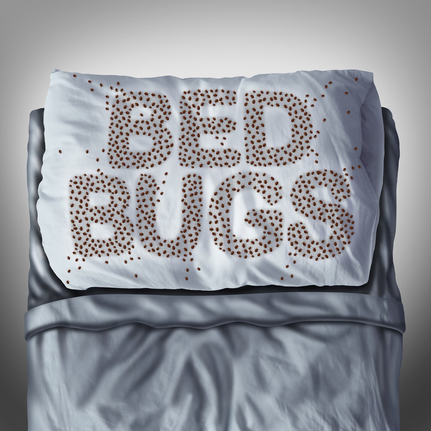 Bed Bug Pillow