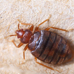 Image for Bed Bugs