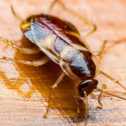 Image for Brown-Banded Cockroaches