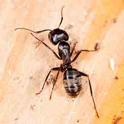 Image for Carpenter Ants