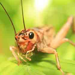 Image for Crickets