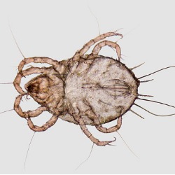 Image for Mites