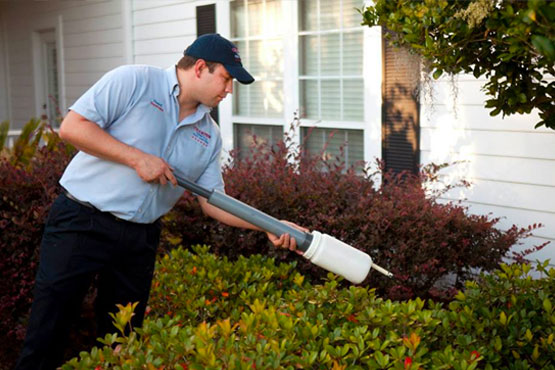 Pest Exterminator Spraying Treatment