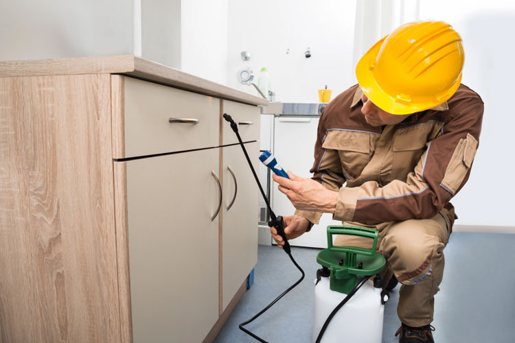 Termite Exterminator In Bathroom