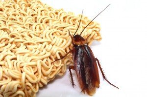 Cockroach Eating Ramen