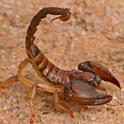 Image for Scorpions